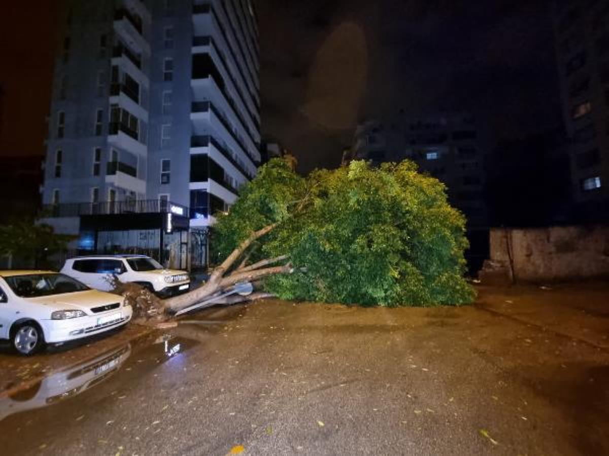 Adana’da fırtına nedeniyle 15 metrelik ağaç devrildi
