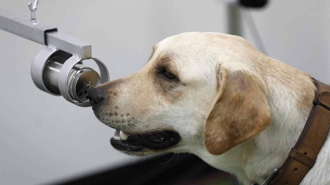 ‘Koronavirüsü koklayan’ köpekler okullarda görev yapacak