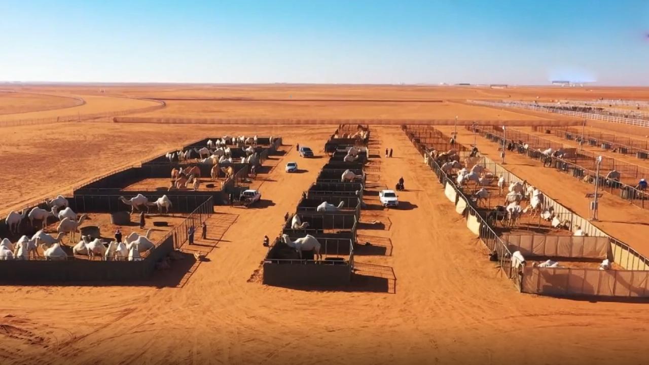 Suudi Arabistan’da dünyanın ilk 5 yıldızlı deve oteli açıldı