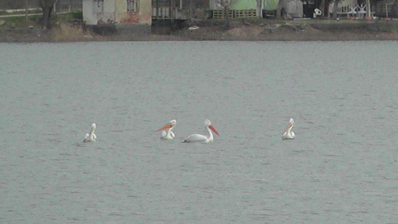 Gölcük Gölü, pelikanları ağırlıyor – Son Dakika Haberleri