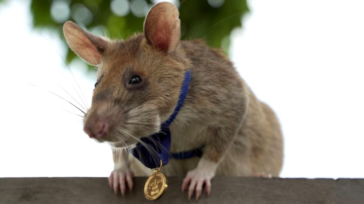 Koklayarak mayın bulan madalyalı sıçan Magawa’nın 8 yaşında öldüğü açıklandı