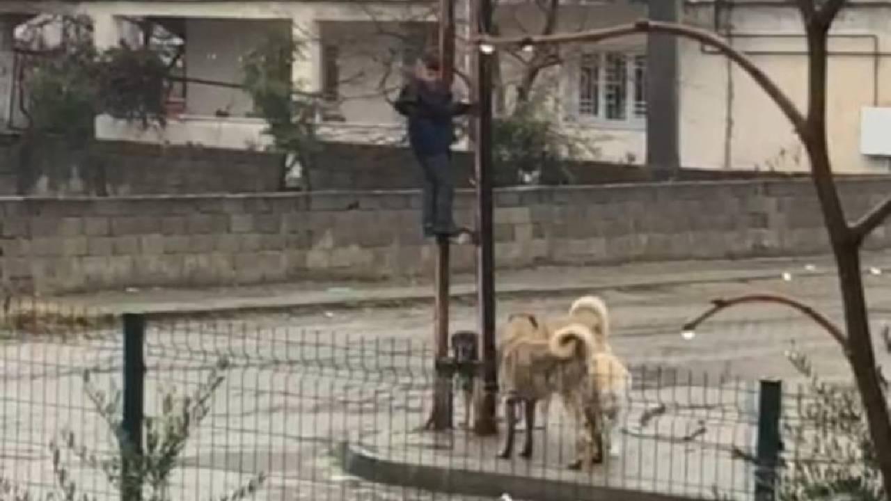 Köpeklerin saldırdığı çocuk direğe tırmandı