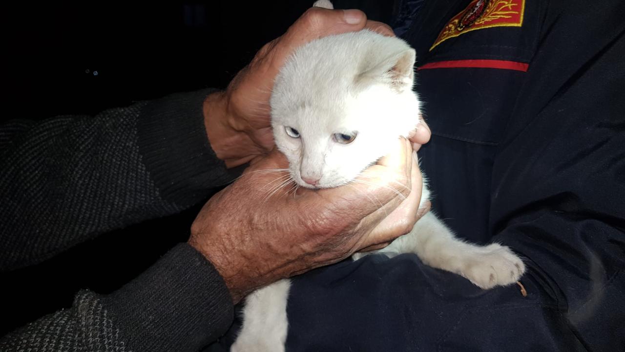 Hakkari’de ağaçta mahsur kalan kediyi hastane personeli kurtardı