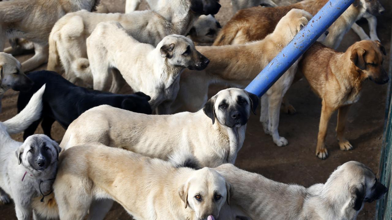 Adana’da polis, geçen yıl sokağa terk edilen `yasaklı ırk` 70 köpeği barınağa yerleştirdi