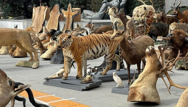 İstanbul’da Nesli Tükenme Tehlikesi Altındaki Hayvanları Avlayıp Tahnitleyen Şüpheli Yakalandı