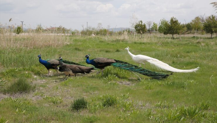 Hakkari’de el konulan tavus kuşları Van’da koruma altına alındı