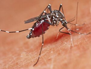 Avrupa’da sivrisinek kaynaklı salgın alarmı