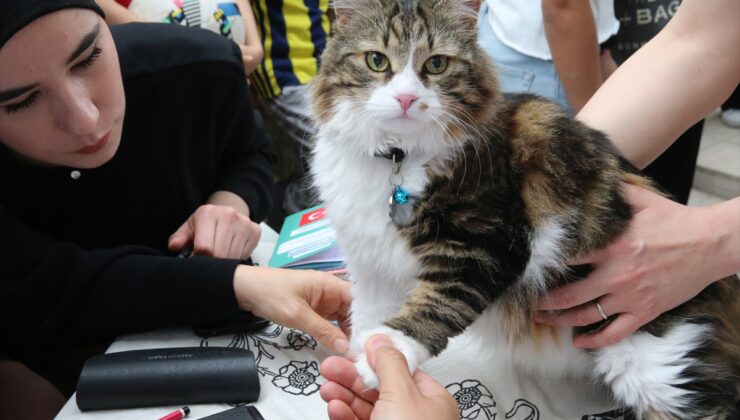 Tokat’ta kedi güzellik yarışması düzenlendi