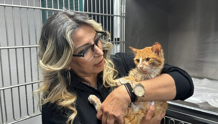 Zonguldak’ta çene kemiği kırılan sahipsiz kedi ameliyat edildi