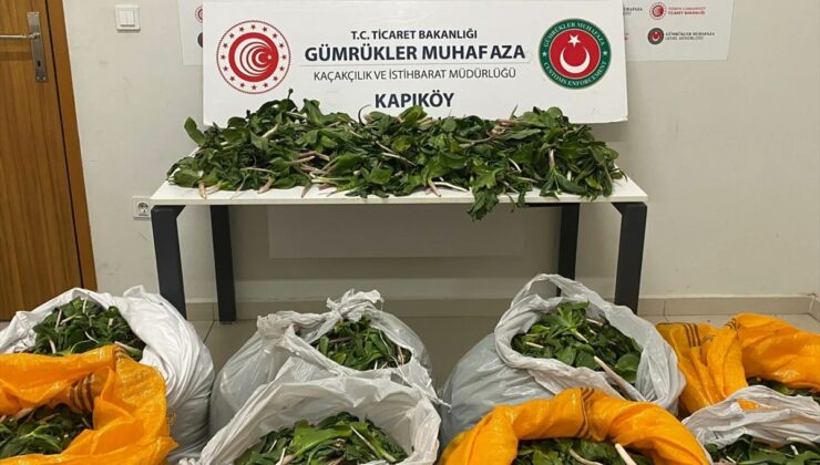 Van’da “dev soğan” bitkileriyle yakalanan İran uyruklu 6 kişi yakalandı