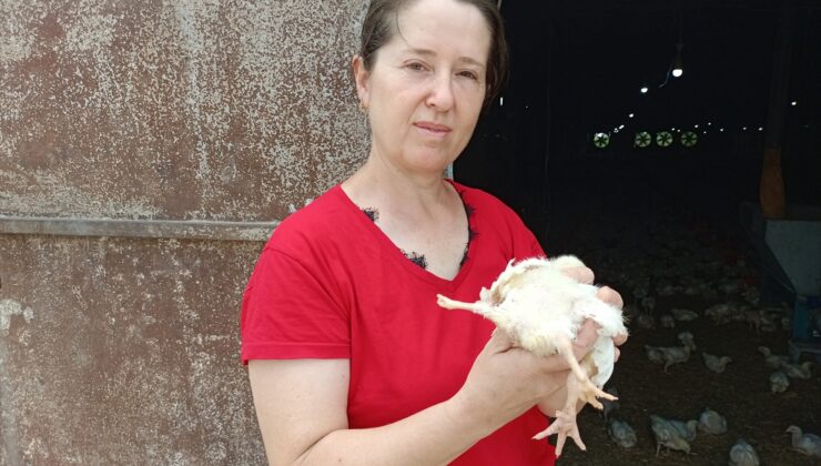 Adana’da yumurtadan 4 ayaklı civciv çıktı