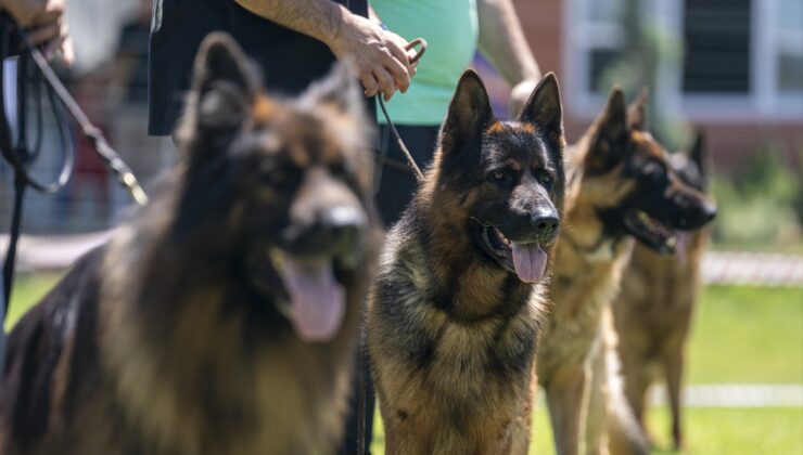 Eğitimlerini başarıyla tamamlayan “Alman çoban köpekleri” için yarışma düzenlendi
