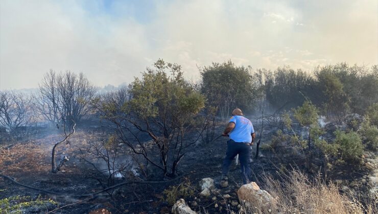 Gaziantep’te fıstık ve zeytin bahçelerinde çıkan yangına müdahale ediliyor