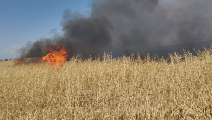 Kahramanmaraş'ta yaklaşık 150 dönüm buğday tarlası yandı