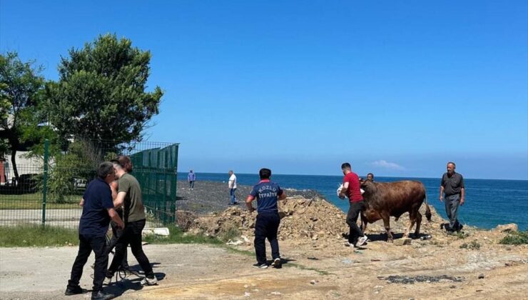 Zonguldak’ta kesime getirildiği sırada denize kaçan boğayı itfaiye ekipleri yakaladı