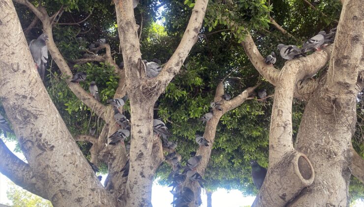 Adana, Mersin ve Osmaniye’de sıcak hava etkisini sürdürüyor