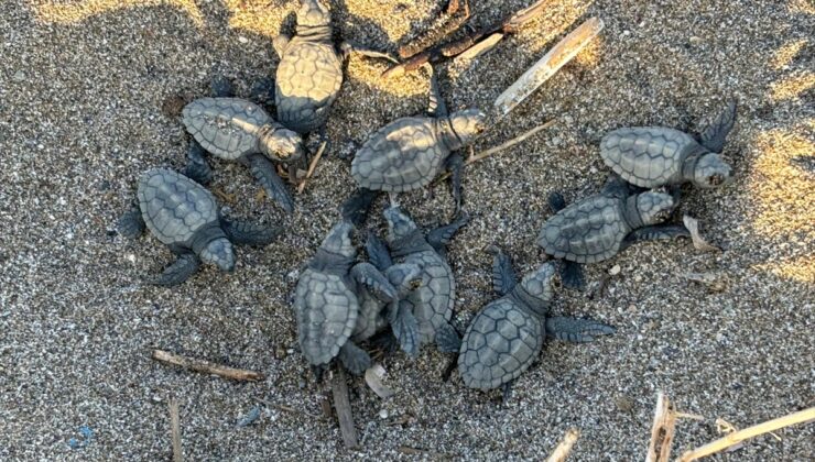 Alanya’da yuvalarından çıkan caretta caretta yavrularının denize yolculuğu görüntülendi