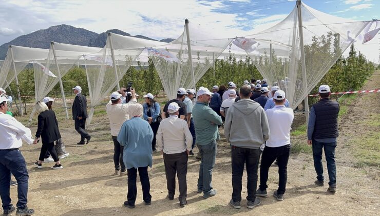 Ateş yanıklığı hastalığına karşı yeni armut çeşitleri geliştirildi