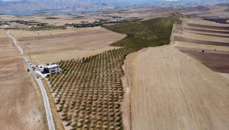 Elazığ’da 472 bin ağaçta yetiştirilen bademde hasat zamanı