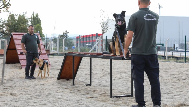 Etimesgut Belediyesince 5 sahipsiz köpek eğitilerek bekçi köpeği yapıldı