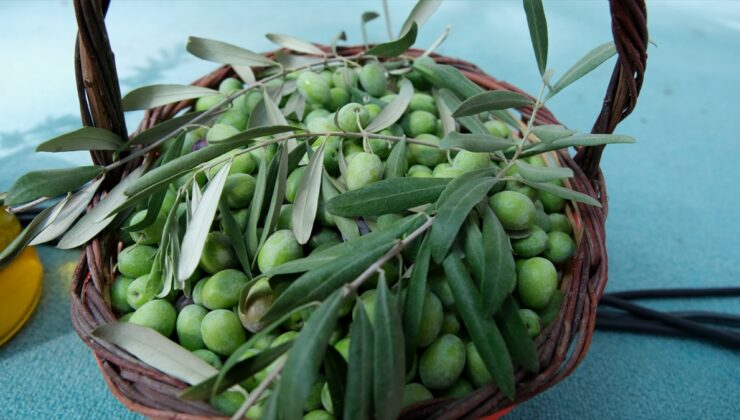 Mersin’de Mut Zeytin ve Zeytinyağı Festivali başladı