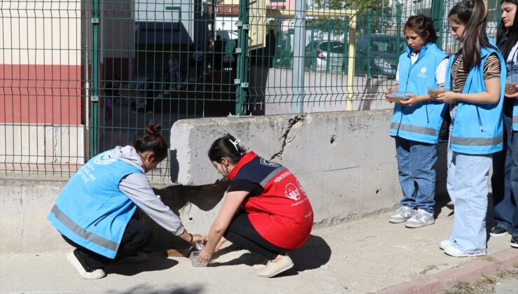 Amasya’da sokakları gezen öğrenciler kedi ve köpekler için mama ve su bıraktı