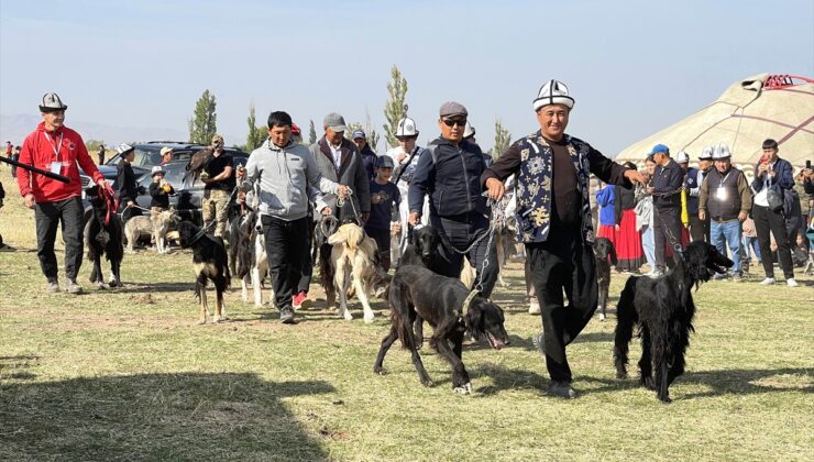 Kırgızistan’da Taygan cinsi köpekler ve Bürküt cinsi yırtıcı kuşlar tanıtıldı