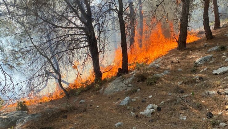 Mersin'de çıkan orman yangını söndürüldü