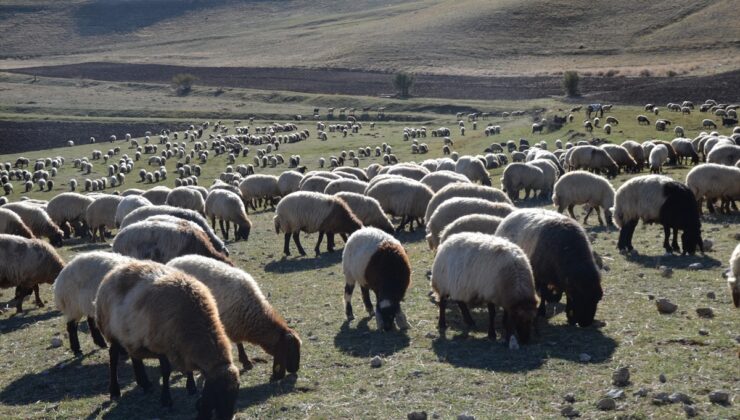 Muş’ta göçerler havanın soğumasıyla dönüş yolculuğuna başladı