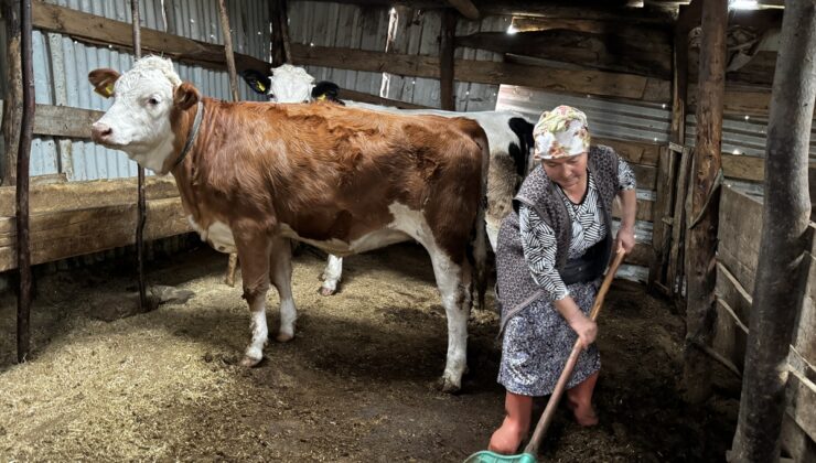 Obada 40 yıldır besicilik yaparak ailesinin geçimini sağlıyor