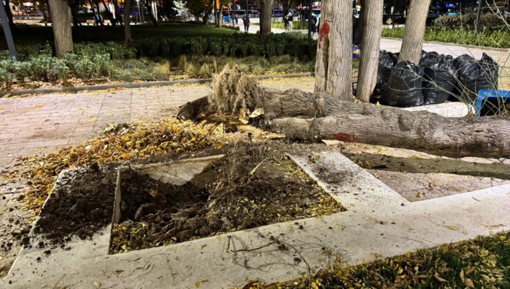 Ankara'da rüzgar nedeniyle ağaç devrildi