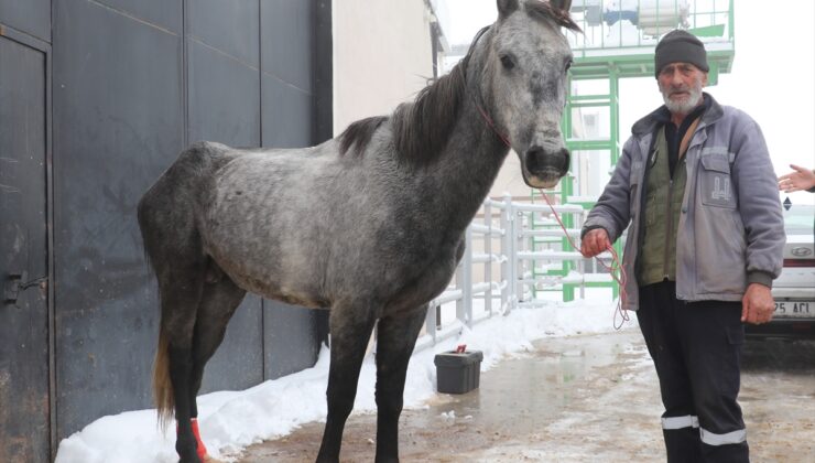 Erzurum’da “soğuktan dondu” diye görüntüleri paylaşılan atın ayağının kırık olduğu anlaşıldı