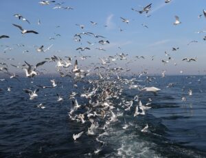 Karadeniz’de balıkçı teknelerine eşlik eden martıların yiyecek bulma telaşı görüntülendi