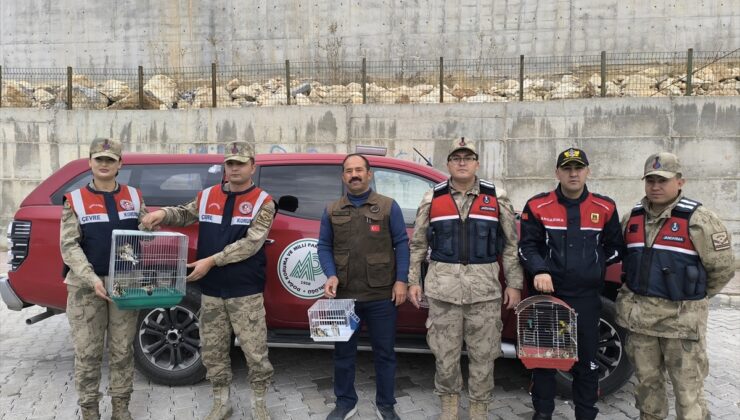 Şanlıurfa’da operasyonda ele geçirilen 20 saka kuşu doğaya salındı