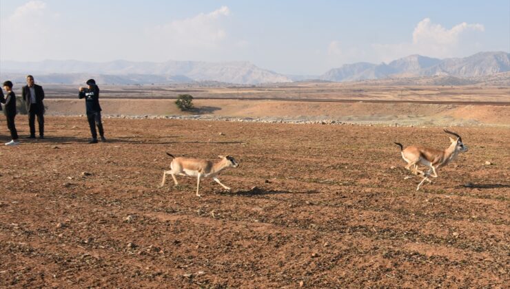 Şırnak’ta Cudi Dağı eteklerine 30 ceylan bırakıldı