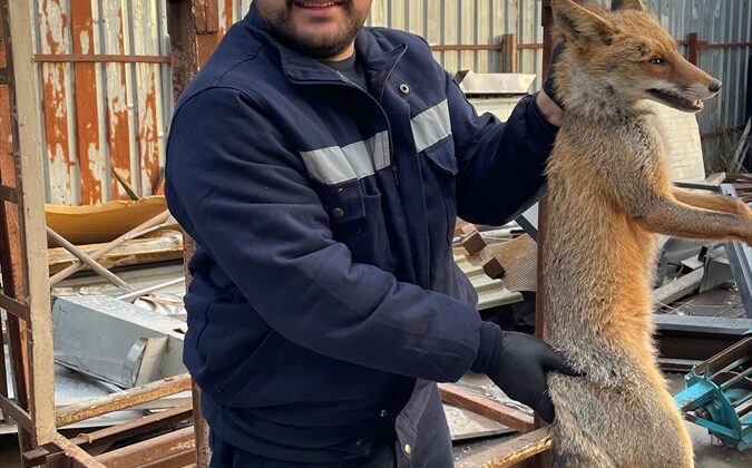 Zonguldak'ta yaralı tilki tedavi altına alındı